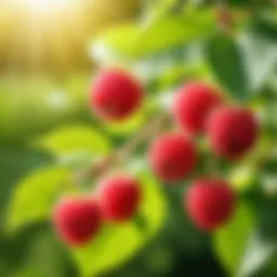 A close-up of raspberry plants with ripe berries glistening under sunlight