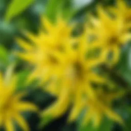 Close-up of ylang-ylang flowers showcasing their exotic beauty