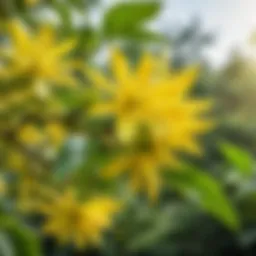 A serene landscape featuring ylang-ylang flowers in bloom, symbolizing beauty and elegance.