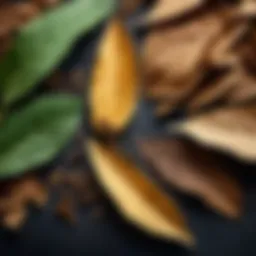Elegant tobacco leaves showcasing the rich texture and color.