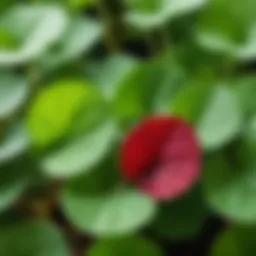 Vibrant Centella Asiatica leaves in a natural setting