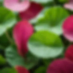 A close-up of Centella Asiatica leaves showcasing their unique texture and vibrant color.