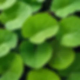 A close-up of Centella Asiatica plant leaves showcasing their vibrant green color and texture.