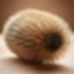 Close-up of a natural bristle body brush