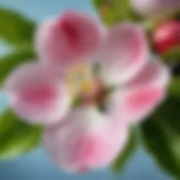 A close-up shot of an apple blossom in full bloom, symbolizing freshness and floral notes.