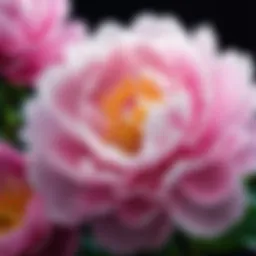 A close-up of fresh peonies in full bloom, showcasing their delicate petals and vibrant colors.