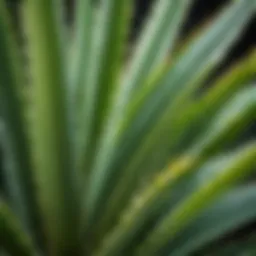 Aloe vera leaves showcasing their succulent texture