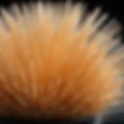 Close-up of nylon bristles on a brush revealing unique texture