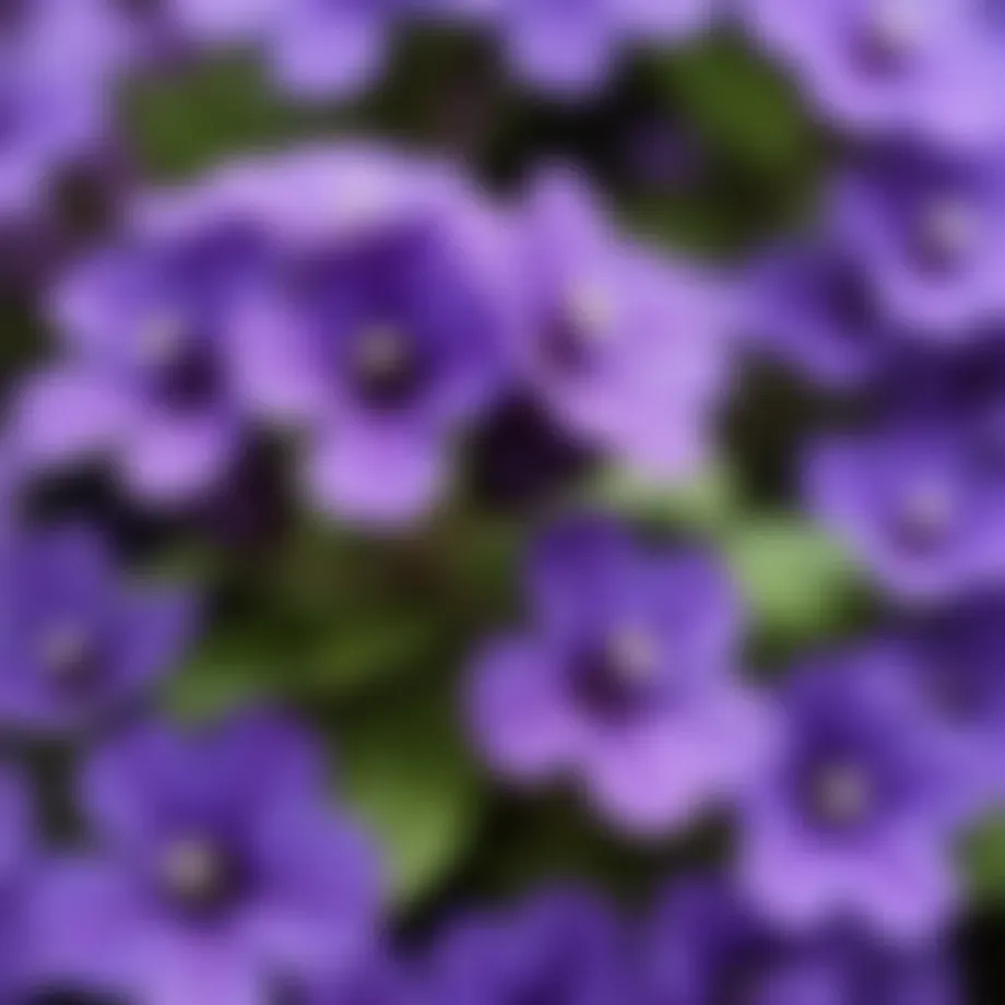 A close-up view of heliotrope flowers in full bloom, showcasing their unique purple hue