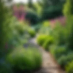 A vibrant garden filled with various herbs showcasing their natural beauty.