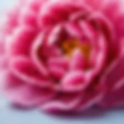 Close-up of peony petals showcasing their delicate texture and rich color