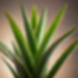 Vibrant Aloe Vera plant in natural sunlight