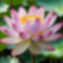 Lotus flower in bloom, symbolizing purity and beauty