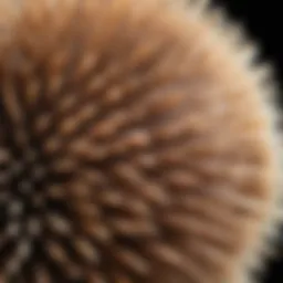 Close-up view of natural bristle hair brush showcasing bristle texture.