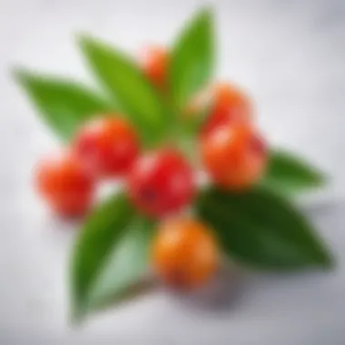 Natural sources of arbutin found in plants