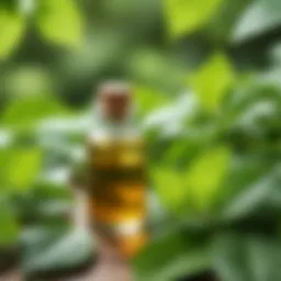 Bottle of patchouli oil surrounded by green leaves