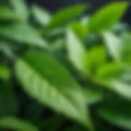 The lush green leaves of Pogostemon cablin showcasing their rich texture.