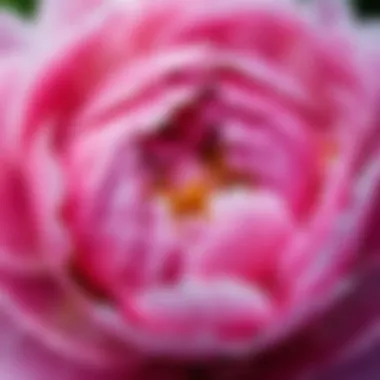 Intricate Beauty of Peonies A close-up of a peony flower highlighting its intricate details and texture