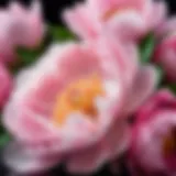 Elegant peony bouquet showcasing its delicate petals