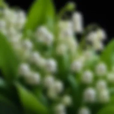 A close-up of lily of the valley flowers, showcasing their intricate beauty.