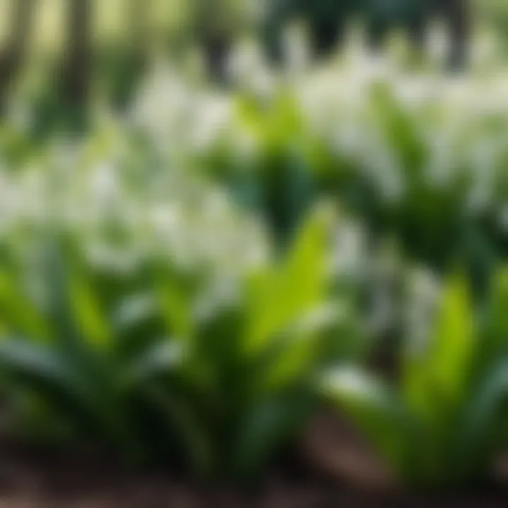A serene garden filled with blooming lily of the valley flowers.