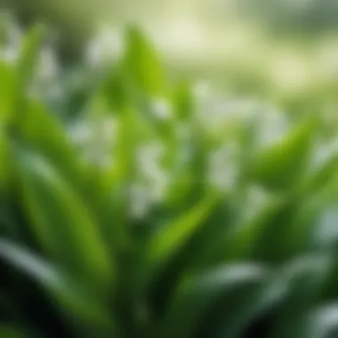 A serene landscape highlighting the natural habitat of lily of the valley.