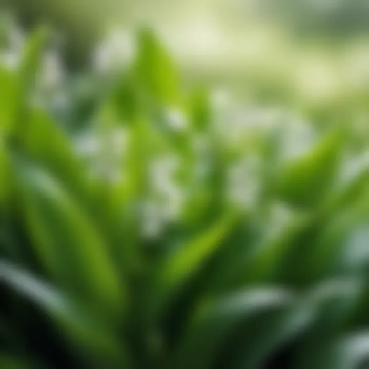 A serene landscape highlighting the natural habitat of lily of the valley.