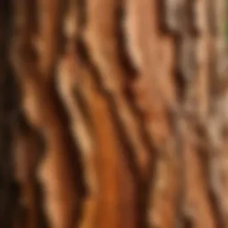 A close-up of sandalwood tree bark showcasing its texture
