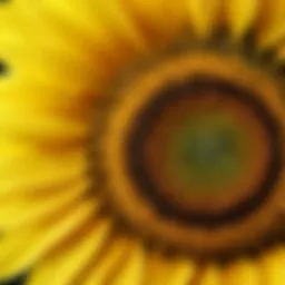 Chemical structure of sunflower seed oil