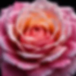 A close-up of a Damascus rose in full bloom, showcasing its intricate petals and vibrant color