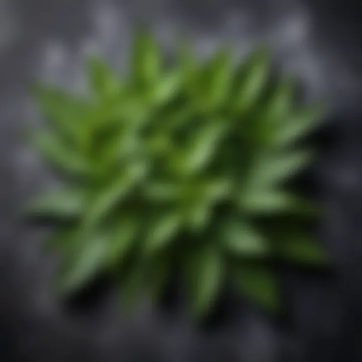 Aromatic verbena leaves arranged artistically on a textured background