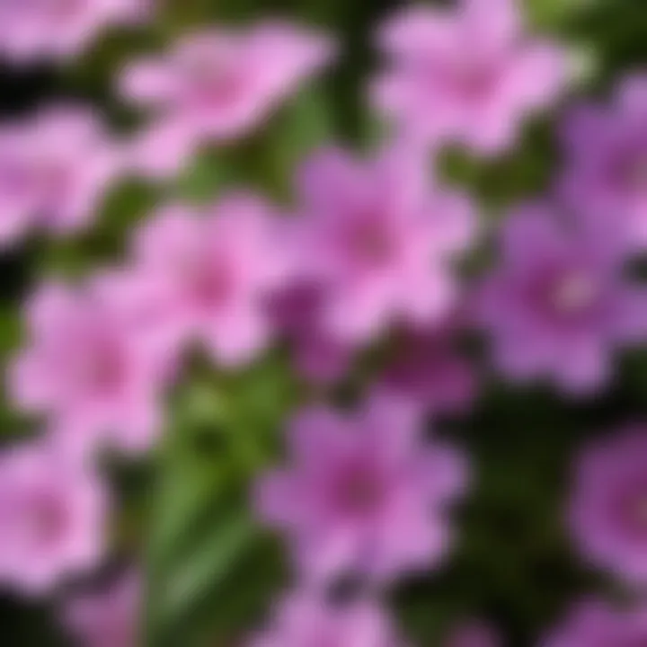 Botanical illustration of verbena flowers showcasing their delicate petals